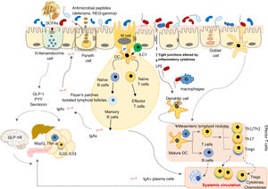 Schematic representation of the effect of the microbiota and its metabolites on gut barrier function and the immune and neuroendocrine systems (original design by Yolanda Sanz).