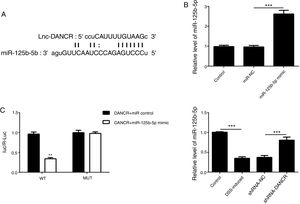 MiR-125b-5p was validated as the target of LncRNA-DANCR. (A) As predicted by starbase website, miR-125b-5p is directly targeted by lncRNA-DANCR. (B) As validated by PCR, the overexpression of miR-125b-5p was achieved successfully. (C) The lowest luciferase activity was found in WT-DANCR+miR-125b-5p mimic group, demonstrating that miR-125b-5p was the downstream target of lncRNA-DANCR. (D) miR-125b-5p was decreased significantly in DSS induced cells and after silencing lncRNA-DANCR, the miR-125b-5p was up-regulated (data are presented as mean±SD, **p<0.01, ***p<0.001, n=3).
