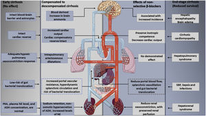 The effects of nonselective beta-blockers on the therapeutic window in cirrhosis. Beta-blockers have no clear effects in early cirrhosis without ascites or in end-stage cirrhosis, aspects that mark the upper and lower limits of the therapeutic window. The onset of hyperdynamic circulation, with the development of sodium and water retention and ascites formation, reflects an adaptive response to peripheral vasodilatation and effective hypovolemia. However, as cirrhosis progresses, the cardiovascular response eventually loses its compensatory capacity. At this stage, previous evidence suggested that the hemodynamic effects of beta-blockers in reducing blood pressure and cardiac output may actually result in decreased survival in these patients. PRA: plasma renin activity, NE: norepinephrine, ADH: antidiuretic hormone.