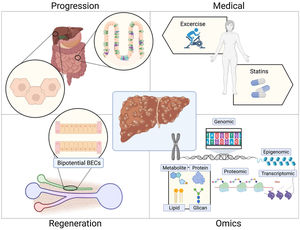 Summary overview of the topics addressed in the 2021 Iberoamerican Consortium for the study of Cirrhosis. From the basics with the relationship between ER stress in the liver and in the gut and the progression of CLD or different mechanism of liver regeneration (associated with glucose metabolism and novel tools for the study of liver regeneration: organoids), to clinical human trials where exercise and statins were evaluated. In addition, the use of novel technologies like -omics was also covered at this meeting.