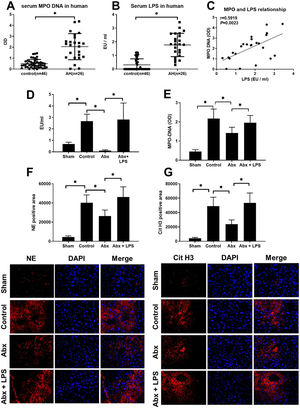 Increased NETs marker and LPS in human AH and mice AH model. Gut-derived LPS promotes NETosis in the condition of AH. (A) AH, patients had an increased serum level of MPO-DNA when compared with control patients without liver disease or alcohol consumption history. (B) Serum LPS concentration was compared between AH patients and control patients. (C) Correlation between serum MPO-DNA and LPS concentration in AH patients. AH model was built in WT mice and the mice received antibiotic intervention by cocktail antibiotics or antibiotics plus LPS supplement. Mice were sacrificed after 9 weeks of treatment and liver/serum samples were analyzed. Serum LPS and MPO DNA concentration from sham and AH mice detected by ELISA method (A and B). Cit H3 and NE were detected by the immunofluorescence method with the liver sample (C and D) *: P<0.05.