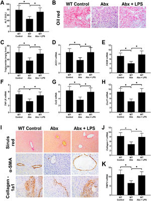 Mice AH process decreased without intestinal bacterial and this process recovered after LPS supplement. The intestinal microbiome was sterilized by cocktail antibiotics in the AH mice model, and combined given mice with antibiotics plus LPS in another group of mice. Liver and serum samples were detected after sample collection at end of the AH model building. Serum ALT concentration was detected by the ELISA method. The intrahepatic fat deposition was revealed by Oil red staining (200×) and liver TG content examination. Liver mRNAs of lipogenesis-related genes (ACC1, FASN) expression was detected by qPCR (D and E). Intrahepatic inflammation was revealed by TNFα, CCL2, Cxcl1 with the qPCR method (F–H). Mice were tested for fibrillar collagen by Sirius red staining (200×) and expression of a-SMA and collagen 1a1 was determined by immunohistochemistry (400×) (I and J). Liver levels of fibrosis-related genes (TIMP-2 and Collagen-1) were determined by qPCR (J and K).