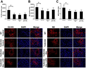 TLR4 is critical for gut-derived LPS to promote NETs formation in the condition of AH. AH model was built in WT mice and the mice received antibiotic intervention by cocktail antibiotics or antibiotics plus LPS supplement. Mice were sacrificed after 9 weeks of treatment and liver/serum samples were analyzed. Serum LPS and MPO DNA concentration from sham and AH mice detected by ELISA method (A and B). Cit H3 and NE were detected by the immunofluorescence method with the liver sample (C and D). *: P<0.05.