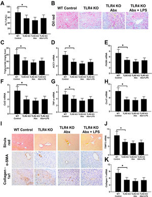 Absence of TLR4 attenuated AH in mice and TLR4 KO mice did not respond with antibiotics and LPS in the AH model. AH, the model was built in TLR4 KO mice, and mice received different treatment with antibiotics or antibiotics plus LPS. Liver and serum samples were collected at end of the AH model building. Serum ALT concentration was detected by the ELISA method. The intrahepatic fat deposition was revealed by Oil red staining (200×) and liver TG content examination. Liver mRNAs of lipogenesis-related genes (ACC1, FASN) expression was detected by qPCR (D and E). Intrahepatic inflammation was revealed by TNFα, CCL2, Cxcl1 with the qPCR method (F–H). Mice were tested for fibrillar collagen by Sirius red staining (200×) and expression of a-SMA and collagen 1a1 was determined by immunohistochemistry (400×) (I and J). Liver levels of fibrosis-related genes (TIMP-2 and Collagen-1) were determined by qPCR (J and K).
