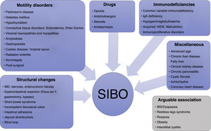 Predisposing factors and clinical conditions associated with SIBO. IBD: inflammatory bowel disease; AIDS: acquired immunodeficiency syndrome.