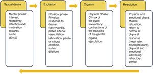 Phases of the sexual response.