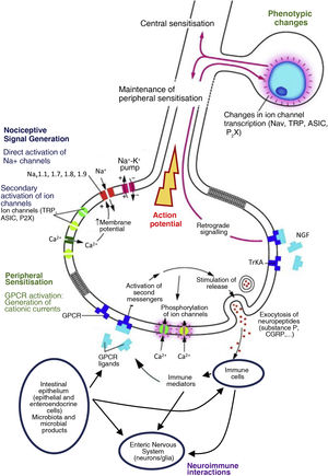 Mechanisms involved in the generation of visceral nociceptive signals in a sensory afferent. The diagram shows the mechanisms generating nociceptive signals under normal conditions, and the mechanisms of peripheral sensitisation. In the intestinal epithelium, sensory mechanisms generating nociceptive signals depend on complex interactions involving multiple levels of signalling, in many cases with two-directional actions and feedback mechanisms. Under normal conditions, the generation of nociceptive signals depends on the activation of different ion channels (for example, Na+ channels, transient receptor potential [TRP] channels, acid-sensing ion channels [ASIC], P2X). The activity of these channels increases in states of sensitisation, and contributes to the changes in excitability that characterise these states. Sensitisation mechanisms involve the activation of membrane receptors (usually G protein-coupled receptors [GPCR], such as receptors for bradykinins, prostaglandins, protease-activated receptors [PAR], histamine, serotonin, nerve growth factor [NGF] neurotrophins, substance P or calcitonin gene-related peptide [CGRP]) by specific ligands. This process depends on neuroimmune interactions involving immune cells (mast cells, lymphocytes, dendritic cells, macrophages and neutrophils), the enteric nervous system (enteric neurons and enteric glia) and the intestinal epithelium (epithelial cells and enteroendocrine cells, mainly responding to chemical and mechanical stimuli). The microbiota has recently been added to this system of interactions as an active component. Microbial derivatives can therefore penetrate the epithelium and act as direct receptor ligands or modify local neuroimmune activity. Under certain circumstances, persistent phenotypic changes can occur in sensory neurons. These changes maintain sensitised states in the long term and can affect synaptic activity in the spinal cord, and may generate sensitised states at a central (spinal cord) level. Together these processes appear to be particularly important in mediating the sensitisation that accompanies inflammatory or infectious states. Source: Modified from: Knowles et al.70 and Martinez.4