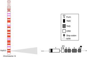 Human BAFF gene and its chromosomal location. Exons are represented in boxes; introns in thick gray lines. THD, TNF homology domain; CRD, cysteine-rich domain; TMD, transmembrane domain; NTR, 5′ and 3′ non-translated regions.
