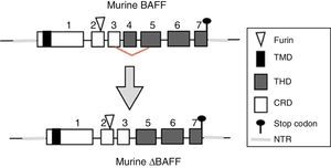 Murine BAFF gene. Exons are represented in boxes; introns in thick gray lines. THD, TNF homology domain; CRD, cysteine-rich domain; TMD, transmembrane domain; NTR: 5′ and 3′ non-translated regions.