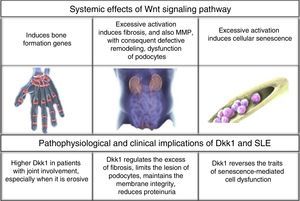Systemic effects of Wnt signaling pathway and its inhibitor Dkk1.