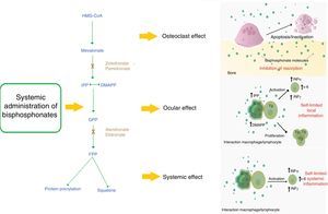 Mechanism of action of nitrogen-containing bisphosphonates and their relationship with the ocular adverse event. The systemic nitrogen-containing bisphosphonates lead to alteration in the mevalonate pathway generating the apoptosis of the osteoclast; this causes inhibition of bone resorption which is the expected therapeutic effect. Presumed mechanism of the acute phase reaction: the use of bisphosphonates generates a self-limited systemic inflammation mediated by increased serum levels of IL-6, IFN-γ and TNF-α. It is described that the cell populations probably implied in the mechanism of action are monocytes/macrophages and T lymphocytes. Presumed mechanism of the ocular adverse effect: the use of nitrogen-containing bisphosphonates generates the sensitization of circulating monocytes by accumulation of isopentenyl pyrophosphate (IPP) and dimethylallyl pyrophosphate (DMAPP), which by a mechanism of direct contact activates a subpopulation of T lymphocytes (γ/δ) that produces a self-limited local inflammation in the eye mediated by IL-6, TNF-α and IFN-γ. DMAPP: dimethylallyl pyrophosphate; FPP: farnesil pyrophosphate; GPP: geranyl pyrophosphate; HMG-CoA: 3-hydroxy-3 methylguanylyl coenzyme A; IFN-γ: interferon gamma; IL-6: interleukin 6; IPP: isopentenyl pyrophosphate; TNF-α: tumor necrosis factor alpha.