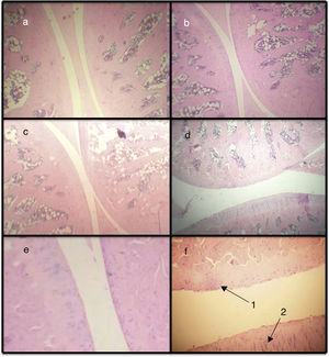 Microphotographs of histological sections corresponding to the femorotibiopatellar joint. Baseline (a), CLX (b), ASP (c) and AIA (d) (100×). Sections (e) and (f) correspond to magnification of healthy and damaged sections, respectively (400×). (d) Damage in the articular surface and is magnified. In (f) is observed articular fibrillation (1) and hypercellularity (2) at the level of the articular cartilage.