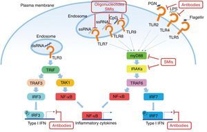 Potential objectives in the TLRs pathway in SLE. The TLRs (except TLR3) use MyD88 as the signal transduction pathway, resulting in the production of IFN I and inflammatory cytokines. Some small molecule oligonucleotides or antibodies have been subject of research to inhibit these pathways.