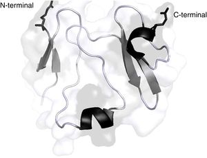 Representation 3D of the DKK1 protein structure. The helices are shown in black and the folded blades are shown in dark grey colour. Schematic developed and modified by Paymol DLP 3D, Cod. RSGB 3S8V chain X. Sequence available in UniProtKB: 094907. Edited by Chila-M.L.2018.