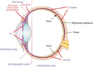 This cross-sectional drawing of the eye shows the uveal tract, highlighted in violet, with its 4 anatomical components: iris, ciliary body (pars plicata) which make up the anterior uvea, the pars plana or intermediate uvea and the choroid or posterior uvea. External limiting membrane.