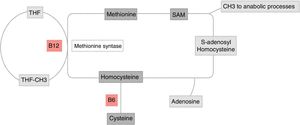 Homocysteine metabolism. Methionine re-methylation pathway: essential amino acid obtained through food intake. Its reaction is catalyzed by methionine synthetase, which is vitamin B12 dependent and where vitamin B9 is the donor of the methyl group. This reaction is regulated by S-adenosylmethionine (SAM) as allosteric inhibitor. The second pathway of homocysteine transsulfuration is regulated by the activation of SAM and depends on vitamin B6 to obtain cysteine as the final result. THF: tetrahydrofolate. Original figure developed by Maldonado.