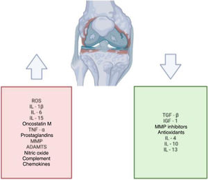 Alteration in the balance of different molecules in the joint with OA. Graph created in BIORENDER©.
