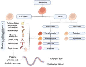 Origins of MSCs and possible tissues from which autologous or allogeneic MSCs can be obtained. Graphic created in BIORENDER©.