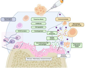 Mechanism of action of MSCs in OA. Three main mechanisms of action are described: 1. Chondrogenic differentiation: this mechanism is the most debated. 2. Paracrine effects through the release of soluble proteins and extracellular vesicles, and indirectly through the ingestion of apoptotic bodies by synovial macrophages. These factors promote chondrocyte survival, ECM (extracellular matrix) formation, and an antifibrotic effect. 3. Direct immunomodulatory effect through the inhibition of macrophages in the synovial membrane. Graphic created in BIORENDER©. ECV: Extracellular vesicles.