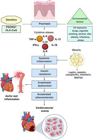 Psoriatic march, sequence of pathophysiological events: 1st step: genetic predisposition; 2nd step: interaction with the environment and induction of innate and adaptive immune response; 3rd step: expression of the disease; 4th step: chronic systemic inflammation that leads to insulin resistance, endothelial dysfunction, accelerated atherosclerosis and increased cardiovascular risk.