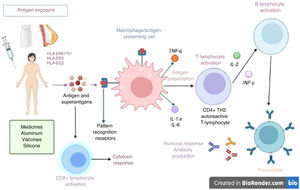 Activation of the immune response in ASIA syndrome. When an individual with certain HLA type 1 or 2 alleles (i.e., HLA-DRB1*01, HLA-DR5, and HLA DQ2) is exposed to adjuvants, an abnormal interaction on antigen-presenting cells and macrophages is enabled. These cells produce cytokines that lead to a loss of immunological tolerance, which induces humoral (B-lymphocytes and plasma cells that produce autoantibodies) or cellular (with activation of CD4 and CD8 T lymphocytes) immune responses, which perpetuates the inflammatory process, with subsequent endothelial dysfunction, persistent inflammation, and secondary tissue damage. Source: Own elaboration.