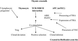 Thymic crosstalk refers to the bidirectional relationship between thymic APCs and developing thymocytes, which goes beyond negative selection and regulates the development and differentiation of both groups of cells. APC: antigen-presenting cell. Image created with BioRender.com.