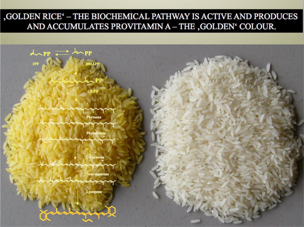 The GMO-crop potential for more, and more nutritious food is blocked by ...