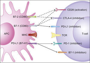 Co-stimulatory and inhibitory signals for T-cells. PD-L1 mediated inhibition of T-cells occurs via ligation to PD-1 and B7-1 on T-cells (full arrows) and through reverse signaling inhibition via ligation to B7-1 on APCs (full arrow). Also depicted are co-stimulatory and inhibitory signals mediated by CD28 and CTLA-4 on T-cells, respectively, through ligation to both B7-1 and B7-2 on APCs (dashed arrows). Adapted from: Keir et al.14.