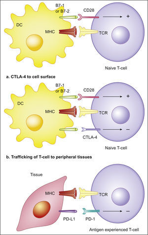 Immune inhibitory checkpoints on T-cells (PD-1 and CTLA-4). T-cells, in order to be completely activated, require two mechanisms: one gives specificity to the immune response and occurs between the T-cells receptor (TCR) and the antigen-MHC complex, on the Antigen Presenting Cell (APC); the other modulates antigen-specific lymphocytes’ response through a balance between co-stimulatory and inhibitory signals, regulating T-cell clonal expansion, cytokine secretion and effector functions. Co-stimulatory signals are mediated by CD28 interaction with B7-1 (CD80) and B7-2 (CD86). Co-inhibitory signals are mediated by (a) CTLA-4 interaction with B7-1 (CD80) or B7-2 (CD86) during antigen presentation, resulting in a lower amplitude activity of T-cells, and (b) PD-1 interaction with PD-L1 expressing tissues, resulting in a limited T-cells activity. DC (dendritic cell); TCR (T-cells receptor); MHC (Major Histocompatibility Complex); CTLA4 (Cytotoxic T Lymphocyte-associated Antigen-4); PD-1 (Programmed cell Death protein-1); PD-L1 (Programmed cell Death-Ligand 1). Adapted from: Pardoll.19