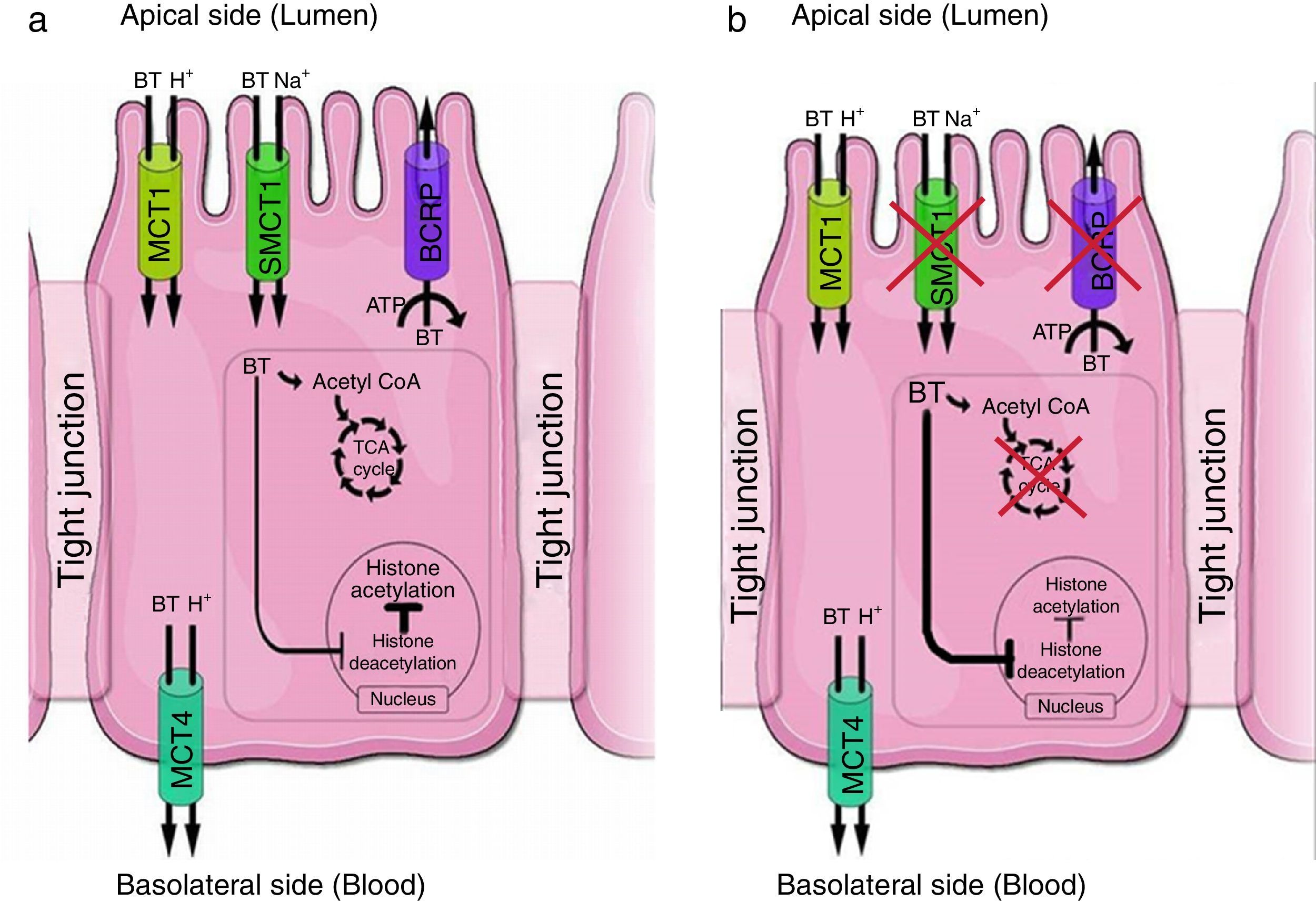 Regulation of colonic epithelial butyrate transport: Focus on ...