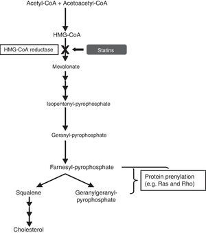Statins and the cholesterol synthesis pathway.