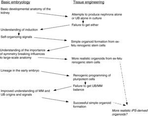 Examples of the cross-talk between research in basic renal embryology and research in renal tissue engineering, showing how advances in each have provided foundations for advances in the other.