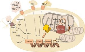 Overview of the mediators and signalling pathways underlying WAT browning in cancer cachexia. Abbreviations: AR, adrenergic receptor; CREB, cAMP response element-binding protein; FA, fatty acid; FOXC2, forkhead box protein C2; HSL, hormone sensitive lipase; IL, interleukin; MAPK, mitogen activated kinase; NA, noradrenaline; OXPHOS, oxidative phosphorylation; PGC-1α, peroxisome proliferator-activated receptor gamma coactivator 1-alpha; PKA, protein kinase A; PPAR, peroxisome proliferator-activated receptor; PRDM16, PR- (PRD1-BF-1-RIZ1 homologous) domain containing protein 16; PTHrP, parathyroid-hormone related protein; TCA, tricarboxylic acid; TNF-α, tumour necrosis factor alpha; TWEAK, tumour necrosis factor-like weak inducer of apoptosis; UCP1, uncoupling protein 1; VEGF, vascular endothelial growth factor.