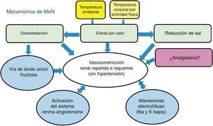 Mecanismos propuestos de lesión renal crónica en la nefropatía mesoamericana.