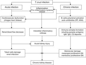 Pathophysiology of kidney injury associated with T. cruzi infection (Chagas’ disease).