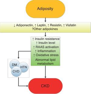 Putative mechanisms of action whereby obesity causes chronic kidney disease.