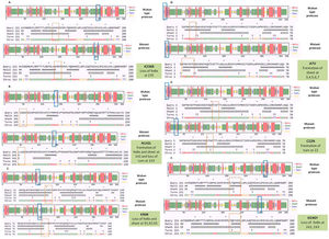 (a) Secondary structure prediction of NSP5 protein. Effect of mutation at different sites on the secondary structure of protease protein (A–H). The first secondary structure in each (A–F) represents the Wuhan type sequence while the second represents the mutated one. The mutation location and respective secondary structures are marked with boxes. (b) Mutational effect on structural dynamics of protease protein. Blue represents rigidification, whereas red represents gain in flexibility upon mutation. (c) Effect of point mutation on interatomic interactions of NSP5 protein. Interatomic interactions were altered by mutations at different locations. Wild type amino acid residues are colored in light green and represented as stick with the surrounding residues where any interactions exist. (For interpretation of the references to color in this figure legend, the reader is referred to the web version of this article.)