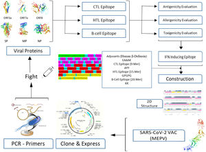 Schematic Diagram of complete work for multi-epitope peptide vaccine construction.