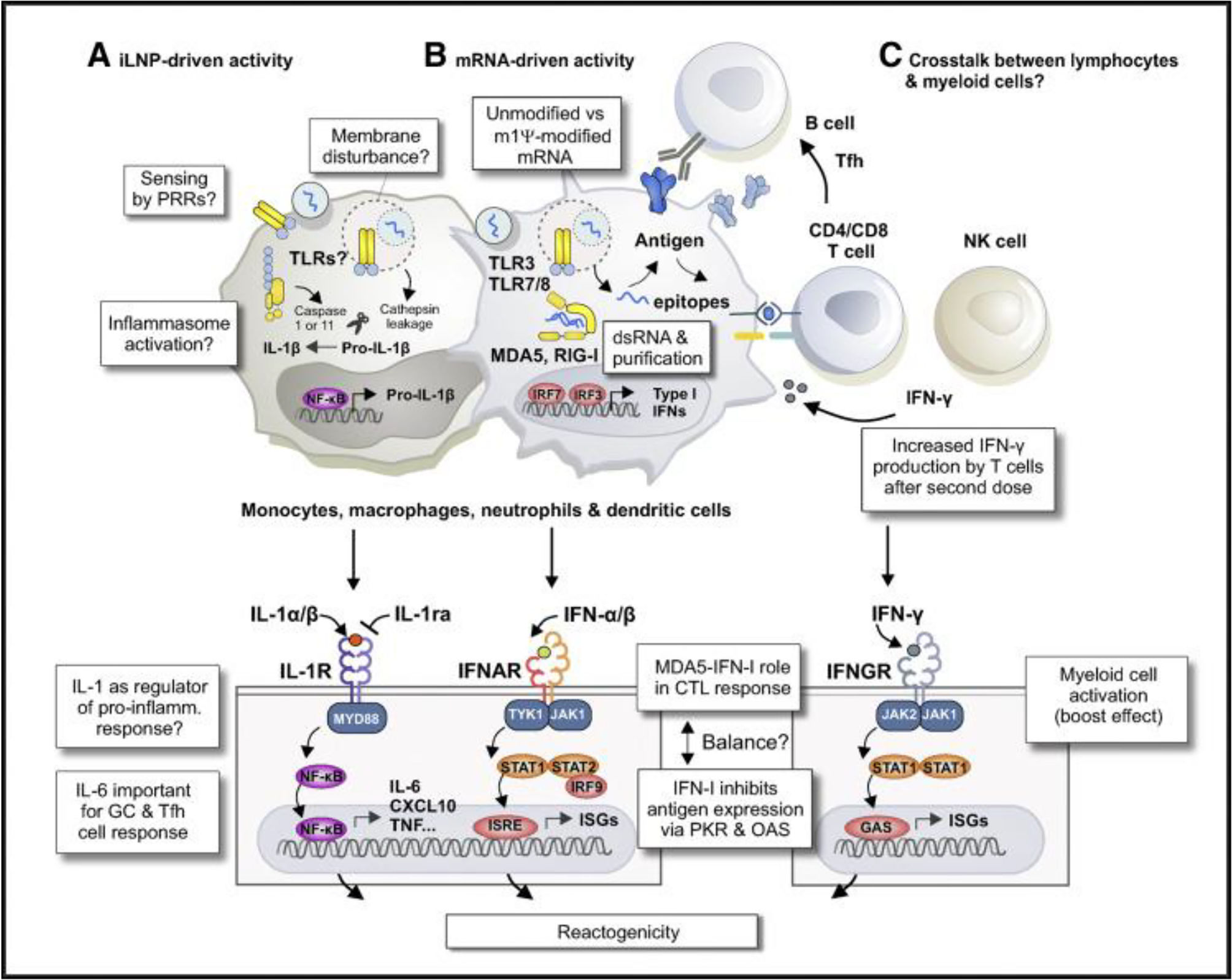 Systemic Reactogenicity Innate and adaptative immune mechanisms of COVID-19 vaccines. Serious ...