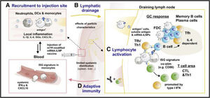 Dynamics and biodistribution of innate immune cells following mRNA-iLNP vaccination. (A) Intramuscular administration of nucleoside-modified mRNA-iLNP vaccines leads to local inflammation, recruitment of neutrophils, dendritic cell (DC) subsets, and monocytes through the production of chemokines and other inflammatory mediators involved in immune cell extravasation. (B) Antigen expression. mRNA-iLNPs spread to lymph nodes and drain. Biodistribution, cellular uptake, and protein uptake (opsonisation), limited by surface characteristics and size of innate immune cells. (C) Monocytes/macrophages and DCs are involved in antigen expression and T-cell priming. (D) Induction of affinity maturation. Follicular helper T cells (Tfh) drive B cells in germinal centre (GC) reactions in the presence of follicular DCs. Dysfunction in inflammatory signalling, e.g., iLNP-induced IL-6 in stimulating B cell Tfh and GC responses, IFN type 1 induces CTL (cytotoxic T lymphocyte) responses. Verbeke et al (2022).2,3,15,17,57 Dynamics and biodistribution of innate immune cells following mRNA-iLNP vaccination. (A) Intramuscular administration of nucleoside-modified mRNA-iLNP vaccines leads to local inflammation, recruitment of neutrophils, dendritic cell (DC) subsets, and monocytes through the production of chemokines and other inflammatory mediators involved in immune cell extravasation. (B) Antigen expression. mRNA-iLNPs spread to lymph nodes and drain. Biodistribution, cellular uptake, and protein uptake (opsonisation), limited by surface characteristics and size of innate immune cells. (C) Monocytes/macrophages and DCs are involved in antigen expression and T-cell priming. (D) Induction of affinity maturation. Follicular helper T cells (Tfh) drive B cells in germinal centre (GC) reactions in the presence of follicular DCs. Dysfunction in inflammatory signalling, e.g., iLNP-induced IL-6 in stimulating B cell Tfh and GC responses, IFN type 1 induces CTL (cytotoxic T lymphocyte) responses. Verbeke et al (2022).2,3,15,17,57
