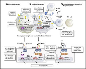 Innate immune mechanisms involved in the immunogenicity and reactogenicity of mRNA-iLNP vaccines. (A) Uptake of empty iLNPs by innate immune cells and other cell types induces local and systemic inflammation, characterised by the release of pro-inflammatory cytokines such as IL-1β and IL-6. (B) Preparation of synthetic mRNA. The incorporation of modified uridines and purification process of IVT mRNA lowers the recognition of IVT mRNA by TLR3, TLR7, TLR8, and other RNA sensors. These modifications are important to minimise the negative effects of type I IFN-stimulated RNA sensors on protein expression of antigen-encoding mRNA and prevent cytotoxicity. Signalling pathway associated with melanoma differentiation-associated gene 5-interferon type α (MDA5-IFN-α) in the induction of CTL to BNT162b2 in a mouse animal model indicates residual type I IFN activity in the current generation of mRNA vaccines. (C) After administration of the second dose of vaccine, strong boost in T cell responses associated with increased IFN-γ production. Enhanced activation of T cells and myeloid cells after booster vaccine reflects cross-talk between lymphocytes and myeloid cells. Verbeke et al. (2022).2,3,15,17,57 Innate immune mechanisms involved in the immunogenicity and reactogenicity of mRNA-iLNP vaccines. (A) Uptake of empty iLNPs by innate immune cells and other cell types induces local and systemic inflammation, characterised by the release of pro-inflammatory cytokines such as IL-1β and IL-6. (B) Preparation of synthetic mRNA. The incorporation of modified uridines and purification process of IVT mRNA lowers the recognition of IVT mRNA by TLR3, TLR7, TLR8, and other RNA sensors. These modifications are important to minimise the negative effects of type I IFN-stimulated RNA sensors on protein expression of antigen-encoding mRNA and prevent cytotoxicity. Signalling pathway associated with melanoma differentiation-associated gene 5-interferon type α (MDA5-IFN-α) in the induction of CTL to BNT162b2 in a mouse animal model indicates residual type I IFN activity in the current generation of mRNA vaccines. (C) After administration of the second dose of vaccine, strong boost in T cell responses associated with increased IFN-γ production. Enhanced activation of T cells and myeloid cells after booster vaccine reflects cross-talk between lymphocytes and myeloid cells. Verbeke et al. (2022).2,3,15,17,57