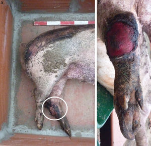 Antemortem lesion of animal 6-08: (a) details of the lower third of the body; the circle indicates the wound in the left hind limb at the time of burial; (b) details of the lesion.