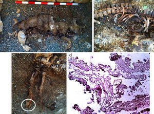Cadaveric state of animal 5-26: (a) desiccated soft tissue covering the part of the body exposed; (b) skeletonisation of the remains under the desiccated tissue; (c) total skeletonisation of the rear limb infilled with soil (the circle indicates the presence of hooves); and (d) histological image (haematoxylin–eosin staining, magnified ×10) of the mummified tissue in which keratinised epidermis (1) and dermis (2) can be seen.