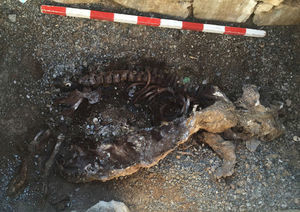 Image of bone remains of animal 5-26 after the desiccated tissue covering them had been removed. Overall, the articulations are tight.