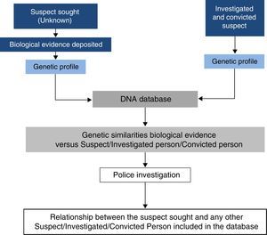 Familial search process diagram. The DNA profile database is fed simultaneously with the genetic profiles obtained from the biological evidence found on the victim's body or at the crime scene and those of suspects, convicts or the people accused of offences in which the legislation, depending on the country, permits their inclusion in the database. Based on different strategies and criteria, the database search algorithm establishes genetic similarities between the profiles included in the database. The “candidate” similarities are then investigated with a view to establish a real match.