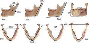 Mandible variables CDL: bicondylar breadth; FBB: foramen height; GGN: length of the body; GMG: mental angle; GNI: height of symphysis; GOG: bigonial breadth; HML: height of mandibular body; MAN: mandibular angle; MFA: foramen-to-chin distance; MLT: mandibular length; MRL: maximum ramus breadth; TML: breadth of mandibular body; WRK: minimum ramus breadth; XRL: maximum ramus height.