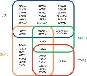 Genes associated with the main channelopathies causing sudden cardiac death.