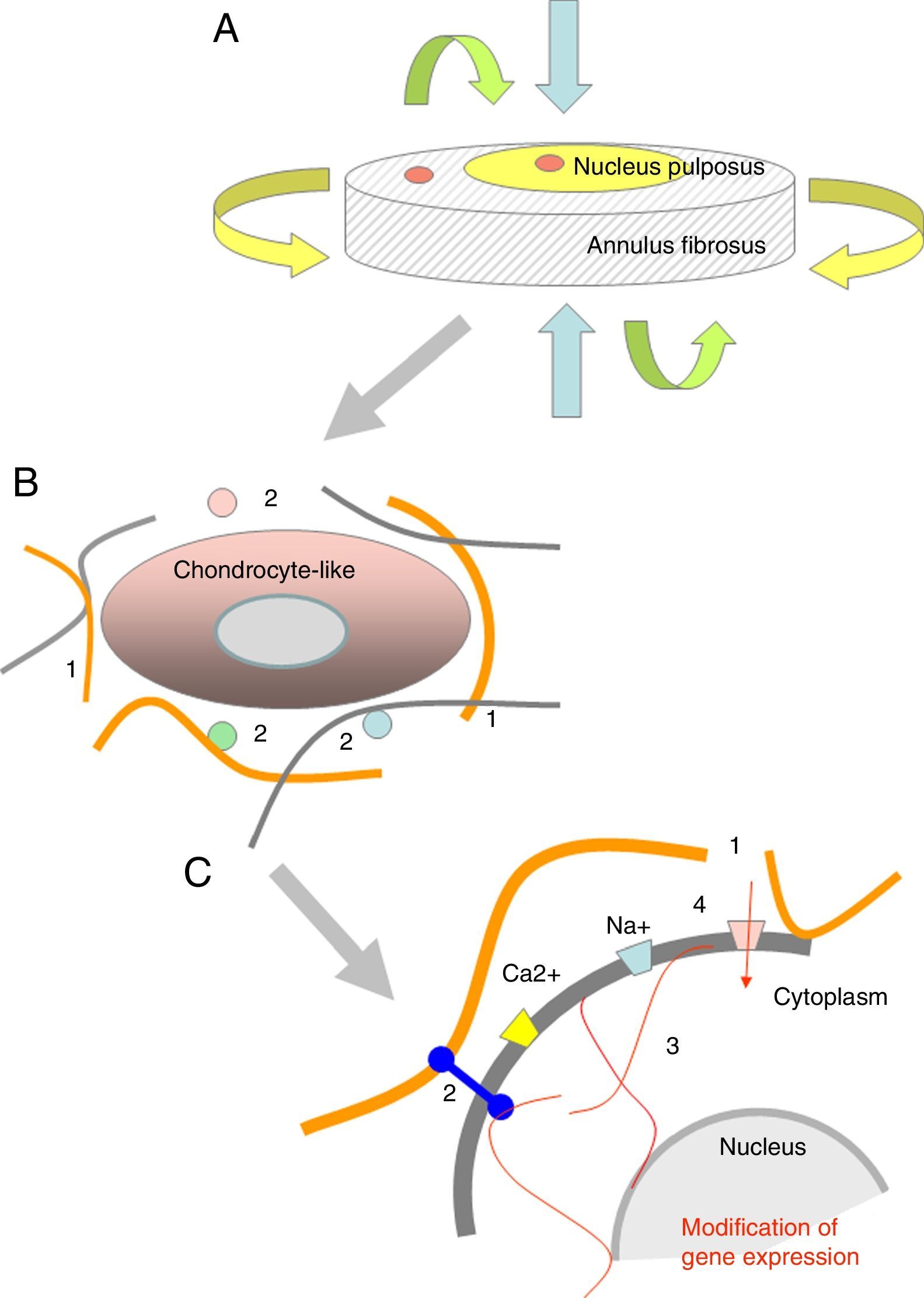 Biology and mechanobiology of the intervertebral disc | Neurocirugía ...