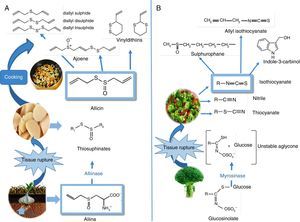 Organosulphur phytochemicals present in vegetables from the Allium sp. and Brassica sp. genera. (A) Chemical structures and transformations of the organosulphurs present in garlic (Allium sativum L). Biosynthesis of alkenyl-cysteine-sulphoxide compounds (including alliin), from sulphate absorbed by the roots. Alliinase-mediated alliin lysis and allicin production. Decomposition of allicin through cooking. (B) In Brassica, isothiocyanates formed as a result of myrosinase-mediated hydrolysis of glucosinolates The figure shows the main isothiocyanates that are formed in broccoli (Brassica oleracea italica L): sulforaphane, indol-3-carbinol, and allyl-isothiocyanate.