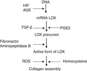 Factors regulating the overexpression of LOX and the collagen assembly.